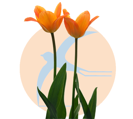tulip-bg